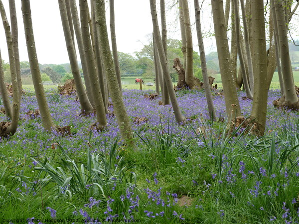 The beauty of a wooded area with spring bluebells Picture Board by Peter Hodgson