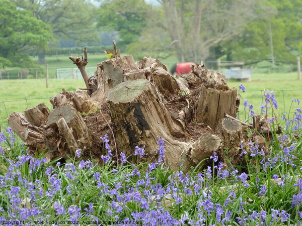 The beauty of tree stumps with bluebells in front Picture Board by Peter Hodgson
