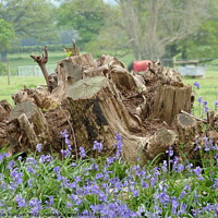 Buy canvas prints of The beauty of tree stumps with bluebells in front by Peter Hodgson