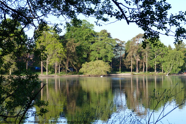 The beauty of the trees and shadows over Petersfield Pond  Picture Board by Peter Hodgson
