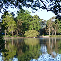Buy canvas prints of The beauty of the trees and shadows over Petersfield Pond  by Peter Hodgson