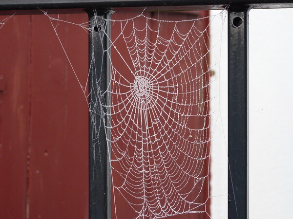 How can a little spider create such a perfect web Picture Board by Peter Hodgson