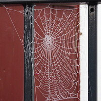 Buy canvas prints of How can a little spider create such a perfect web by Peter Hodgson