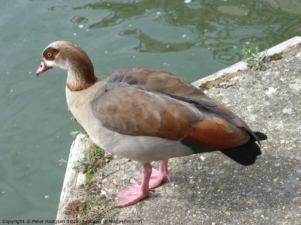 A beautiful study of an Egyptian Goose Picture Board by Peter Hodgson