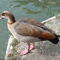 Buy canvas prints of A beautiful study of an Egyptian Goose by Peter Hodgson