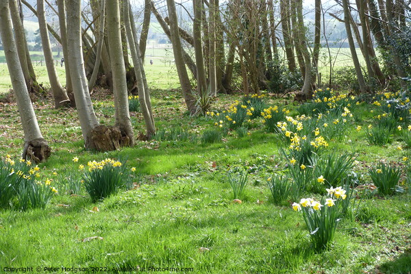 Daffodils in Copse Picture Board by Peter Hodgson