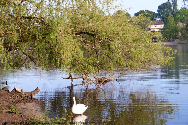 Swan enjoying the shade of the tree Picture Board by Peter Hodgson