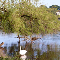 Buy canvas prints of Swan enjoying the shade of the tree by Peter Hodgson