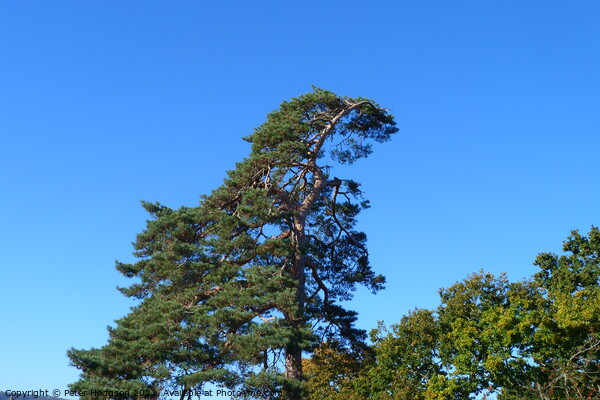 Towering Pine against the Autumn sky Picture Board by Peter Hodgson