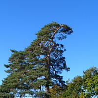 Buy canvas prints of Towering Pine against the Autumn sky by Peter Hodgson