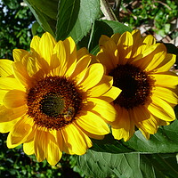 Buy canvas prints of Two Sunflowers basking in the summer sun by Peter Hodgson