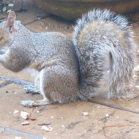 Buy canvas prints of Squirrel tucking into nuts by Peter Hodgson