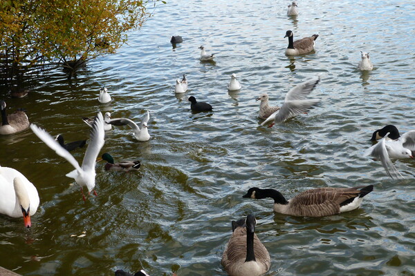 A gang of waterfowl enjoying being together on Pet Picture Board by Peter Hodgson
