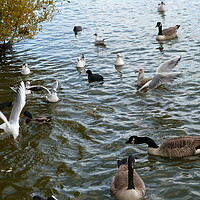 Buy canvas prints of A gang of waterfowl enjoying being together on Pet by Peter Hodgson