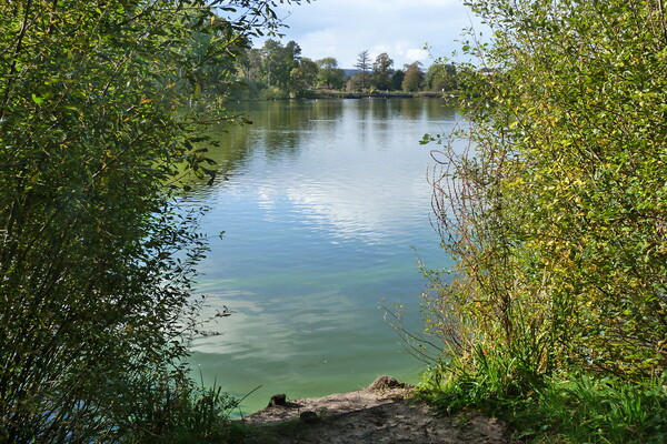 The beauty of Petersfield pond on an October day Picture Board by Peter Hodgson