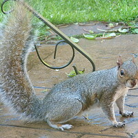 Buy canvas prints of Checky Squirrel by Peter Hodgson