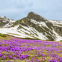 Buy canvas prints of Field of mountain wildflowers. by Plamen Petrov