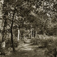 Buy canvas prints of Forest Trail, Sherwood Forest by Elaine Anne Baxter