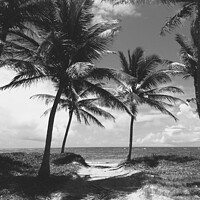 Buy canvas prints of Palm Trees on Beach in St Lucia  by Elaine Anne Baxter