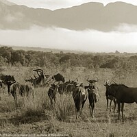 Buy canvas prints of Wildebeest South Africa by Elaine Anne Baxter