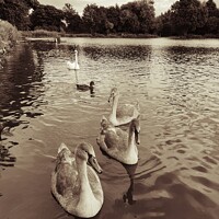 Buy canvas prints of Family of Swans by Elaine Anne Baxter