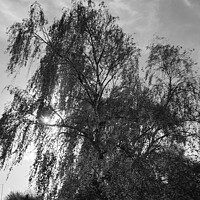 Buy canvas prints of Sunlight through a Willow Tree by Elaine Anne Baxter