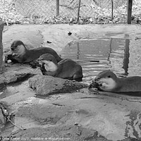 Buy canvas prints of Otters at Feeding Time by Elaine Anne Baxter