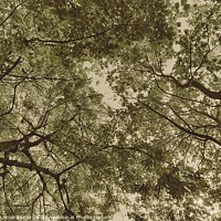 Buy canvas prints of Tree Tops in England by Elaine Anne Baxter