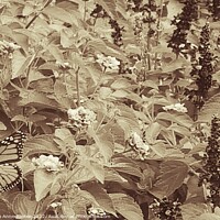 Buy canvas prints of Monarch Butterfly Resting on Bushes. by Elaine Anne Baxter