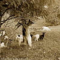 Buy canvas prints of Valais Blackneck Goats by Elaine Anne Baxter