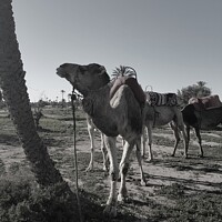 Buy canvas prints of Moroccan Camels by Elaine Anne Baxter