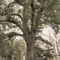 Buy canvas prints of Forest Oak Tree by Elaine Anne Baxter