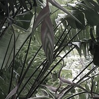 Buy canvas prints of Tropical Plants in St Lucia by Elaine Anne Baxter