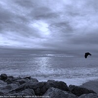 Buy canvas prints of Bird In flight over English Channel Shoreline by Elaine Anne Baxter