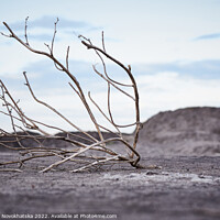 Buy canvas prints of Dead tree in arid soil by Viktoriia Novokhatska