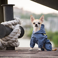 Buy canvas prints of Chihuahua on a dock by Viktoriia Novokhatska