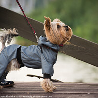 Buy canvas prints of A small dog walking in overalls by Viktoriia Novokhatska