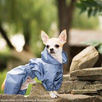Buy canvas prints of A little chihuahua in clothes by Viktoriia Novokhatska