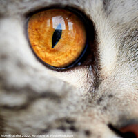 Buy canvas prints of Eye of a cat close-up by Viktoriia Novokhatska