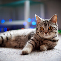 Buy canvas prints of Cute cat on the floor by Viktoriia Novokhatska