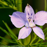 Buy canvas prints of Macro photo of a purple flower in summer by Viktoriia Novokhatska