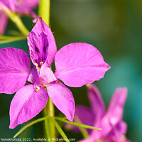 Buy canvas prints of Macro photo of a flower with purple petals by Viktoriia Novokhatska