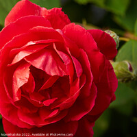 Buy canvas prints of Macro photo of a red rose by Viktoriia Novokhatska