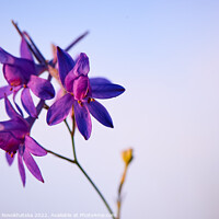 Buy canvas prints of Purple flower by Viktoriia Novokhatska