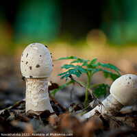 Buy canvas prints of Forest mushrooms by Viktoriia Novokhatska