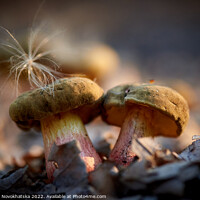 Buy canvas prints of Forest mushrooms close up. by Viktoriia Novokhatska
