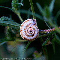 Buy canvas prints of Snail shell in green leaves by Viktoriia Novokhatska