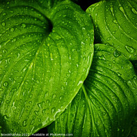 Buy canvas prints of Green leaves with raindrops by Viktoriia Novokhatska
