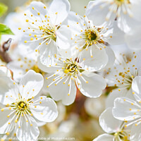 Buy canvas prints of A flowering cherry in the sunlight. by Viktoriia Novokhatska