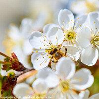 Buy canvas prints of Flowering white cherry by Viktoriia Novokhatska